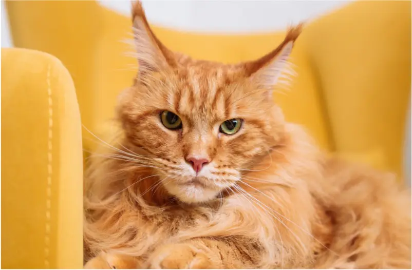 - Carlos, owner of Max.