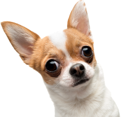 Maria, owner of Toby.